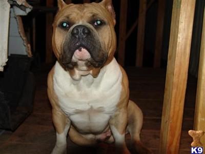 Stud Dogs - American Pit Bull